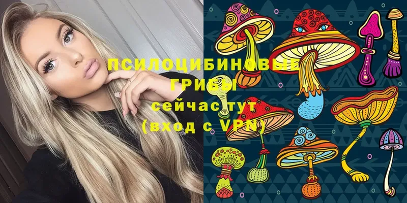 Галлюциногенные грибы Psilocybe  Кудрово 